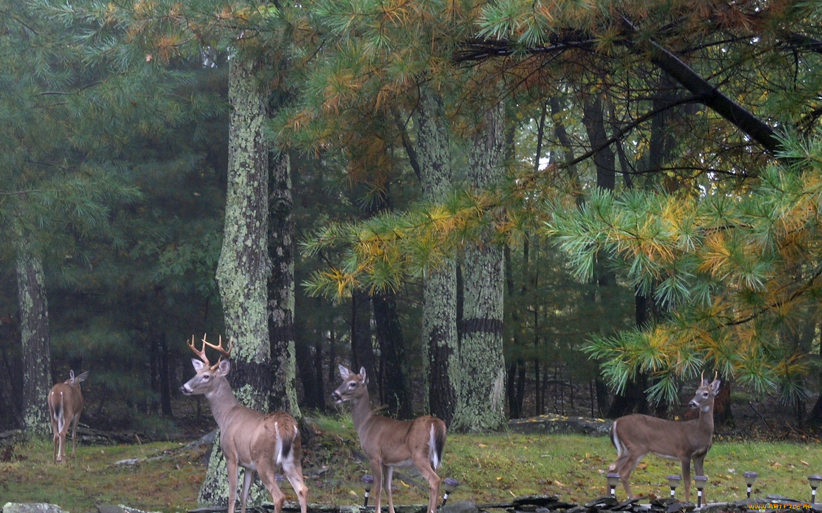 , , color, fall, deer